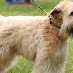 Irish Terrier à poil doux - Photo 5