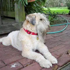 Irish Terrier à poil doux - Photo 6