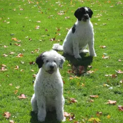 Portuguese Water Dog - Photo 3