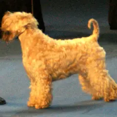 Irish Terrier à poil doux - Photo 8