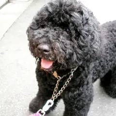Portuguese Water Dog - Photo 6