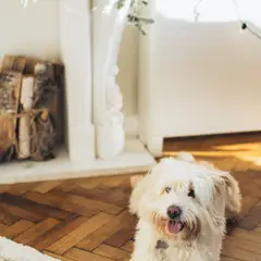 Irish Terrier à poil doux - Photo 10