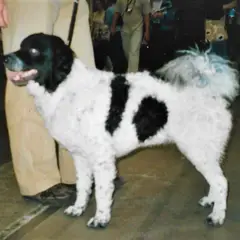 Friese waterhond - Foto 2