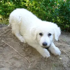 Kuvasz Húngaro - Foto 2