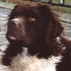 Friese waterhond - Foto 3
