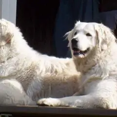 Kuvasz Húngaro - Foto 3