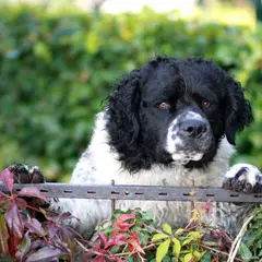 Friese waterhond - Foto 7