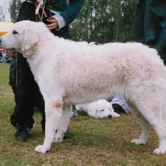 Kuvasz Húngaro - Foto 4