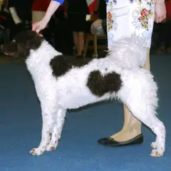 Friese waterhond - Foto 4