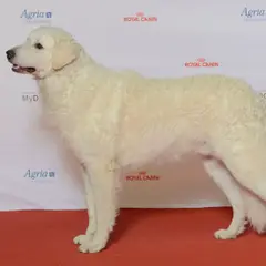 Kuvasz Húngaro - Foto 5