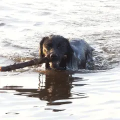 Friese waterhond - Foto 8