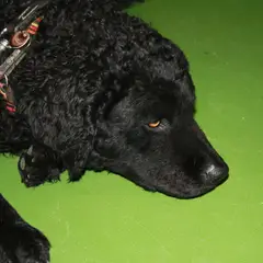 Friese waterhond - Foto 9