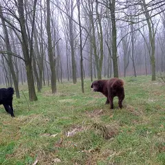 Friese waterhond - Foto 5