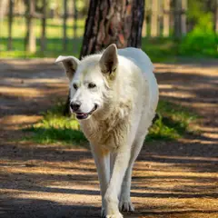 Kuvasz Húngaro - Foto 6