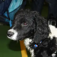 Friese waterhond - Foto 6
