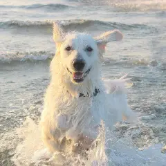 Kuvasz Húngaro - Foto 7