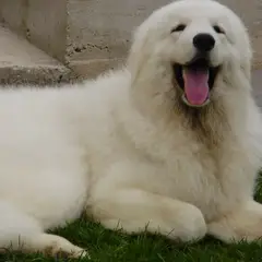 Kuvasz Húngaro - Foto 8