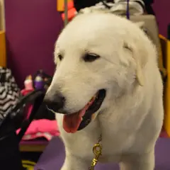 Kuvasz Húngaro - Foto 9