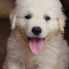 Kuvasz Húngaro - Foto 10