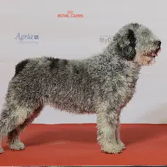 Spanish Water Dog - Photo 3