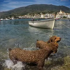 Spanish Water Dog - Photo 4