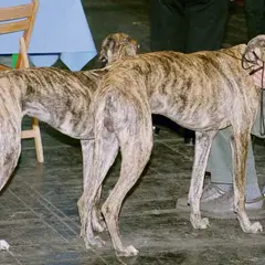 Galgo Español - Foto 2