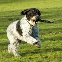 Spanish Water Dog - Photo 6