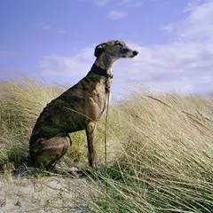 Galgo Español - Foto 3