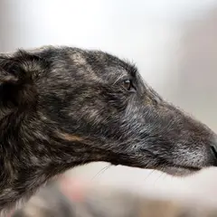 Galgo Español - Foto 4