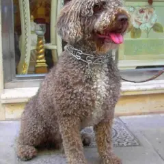 Spanish Water Dog - Photo 9
