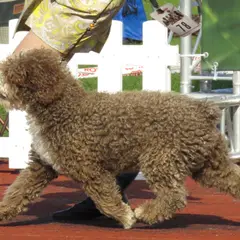 Spanish Water Dog - Photo 7