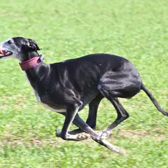Galgo Español - Foto 5