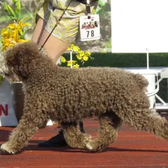 Spanish Water Dog - Photo 8