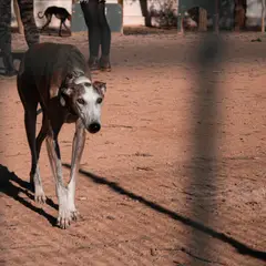 Galgo Español - Foto 7