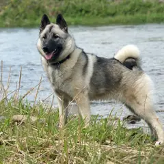 Chien d'élan norvégien gris - Photo 1