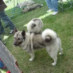 Chien d'élan norvégien gris - Photo 2