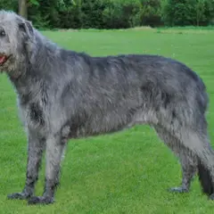 Irish Wolfhound - Photo 1