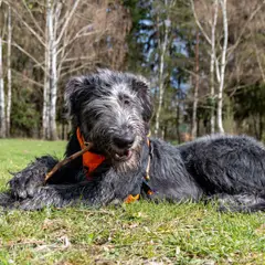 Irish Wolfhound - Photo 2