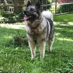 Chien d'élan norvégien gris - Photo 3