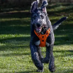 Irish Wolfhound - Photo 3
