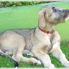 Irish Wolfhound - Photo 4
