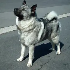 Chien d'élan norvégien gris - Photo 4