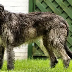 Irish Wolfhound - Photo 5