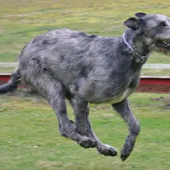 Irish Wolfhound - Photo 6