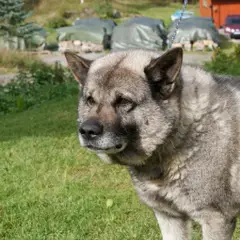 Chien d'élan norvégien gris - Photo 5