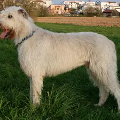 Irish Wolfhound - Photo 7
