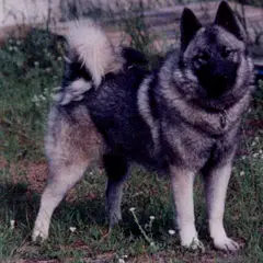 Chien d'élan norvégien gris - Photo 6