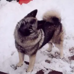 Chien d'élan norvégien gris - Photo 7
