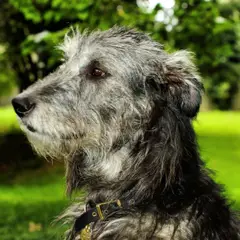 Irish Wolfhound - Photo 8