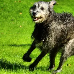 Irish Wolfhound - Photo 9